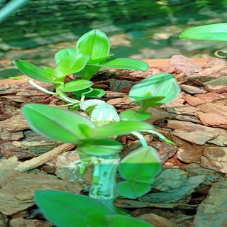 Hoa phong lan phi điệp - 6 mắt thái bình( cây cao 15cm )