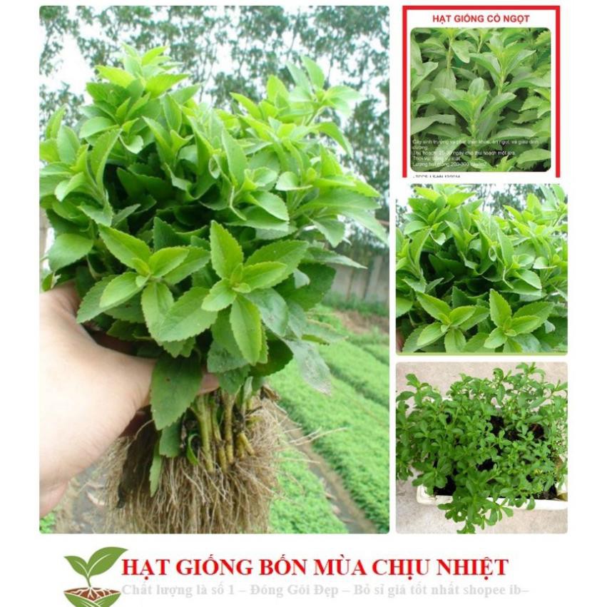 GÓI 50 Hạt Giống Cỏ Ngọt Stevia NẢY MẦM TỐT