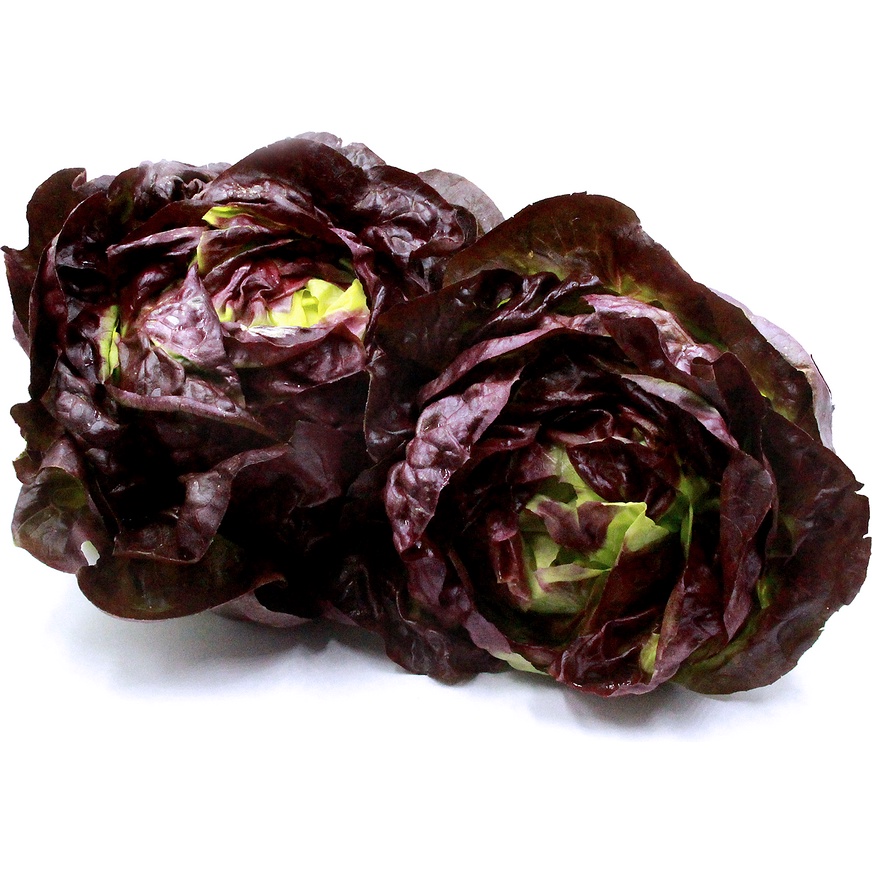 Hạt Giống Xà Lách Búp Đỏ 2gr