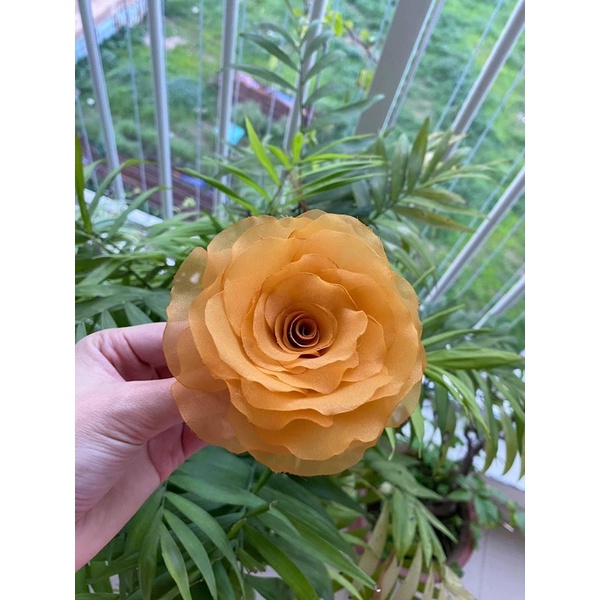 Hoa cài áo - Hoa hồng cài áo cánh đốt tự nhiên