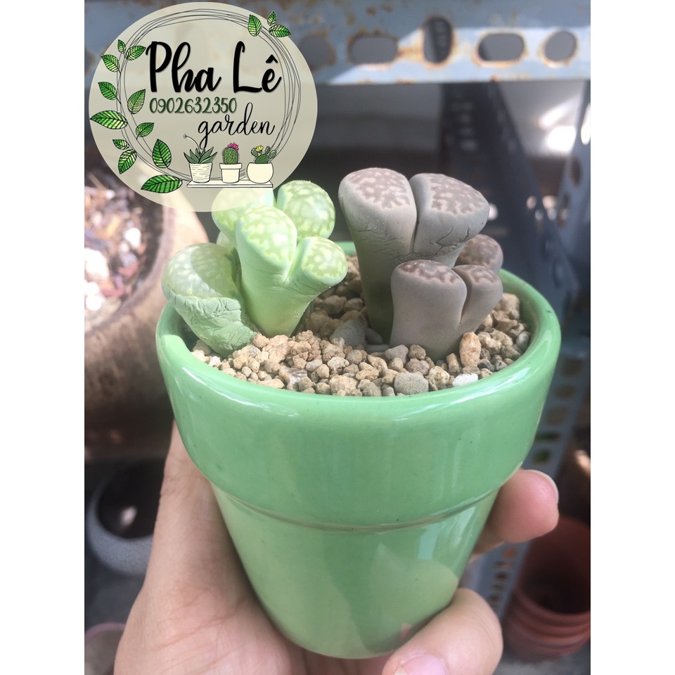 1 cây sen mông đôi/ lithops