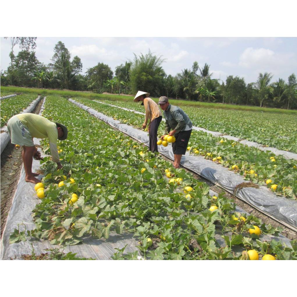 10 HẠT GIỐNG DƯA LÊ KIM CÔ LƯƠNG SIÊU NGỌT