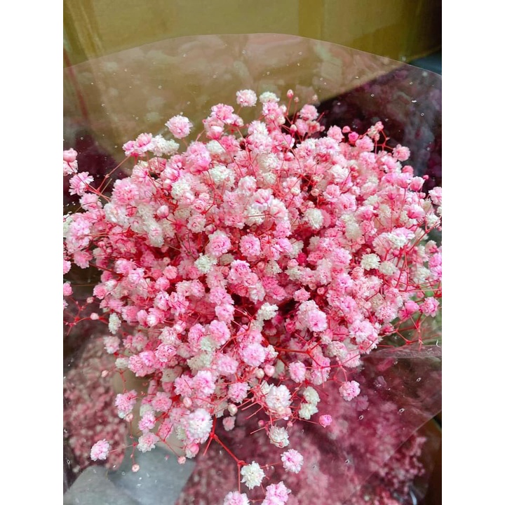Hoa baby khô, Gypsophila hoa khô decor trang trí phòng ngủ, làm đồ handmade