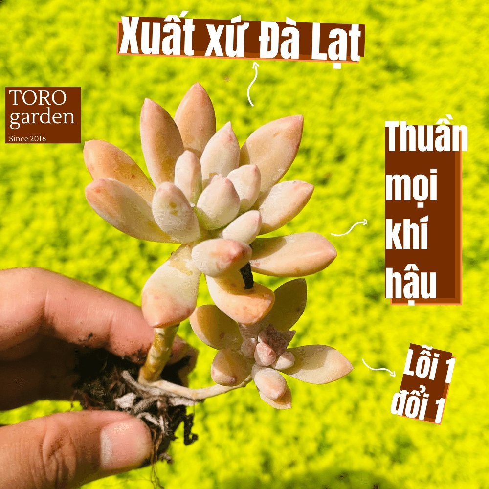 Sen đá pha lê cổ thụ Đà Lạt size mini cây cảnh trang trí nhà cửa Toro garden