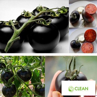 Hạt giống cà chua bi đen 30 hạt