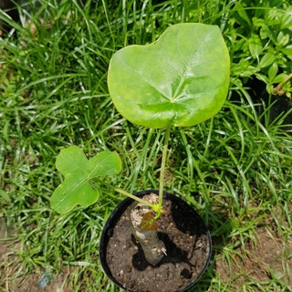 CÂY SEN TÀU GIỐNG, CÂY NGÔ ĐỒNG GIỐNG - Red