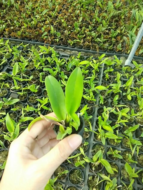 Cattleya cây giống mix màu
