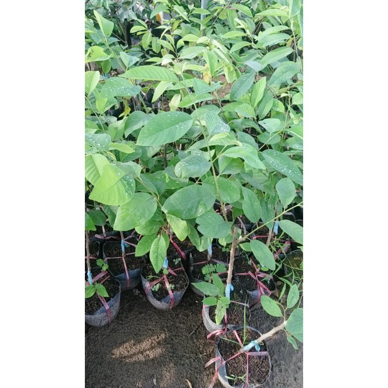 CÂY GIỐNG NA DỨA ĐÀI LOAN