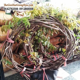 CÂY HOA LEO TỬ ĐẰNG TÍM