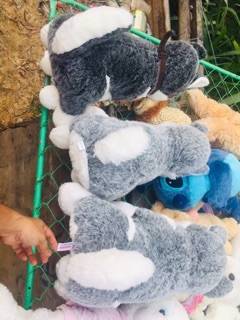 Gấu bông husky