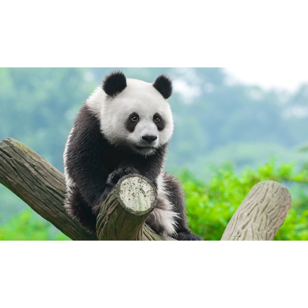 Tranh ghép hình PANDA - Mẫu 1 - Nhận in theo yêu cầu