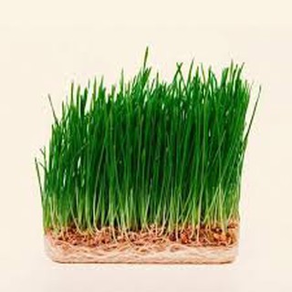 Gói 20 gram hạt giống mầm lúa mạch