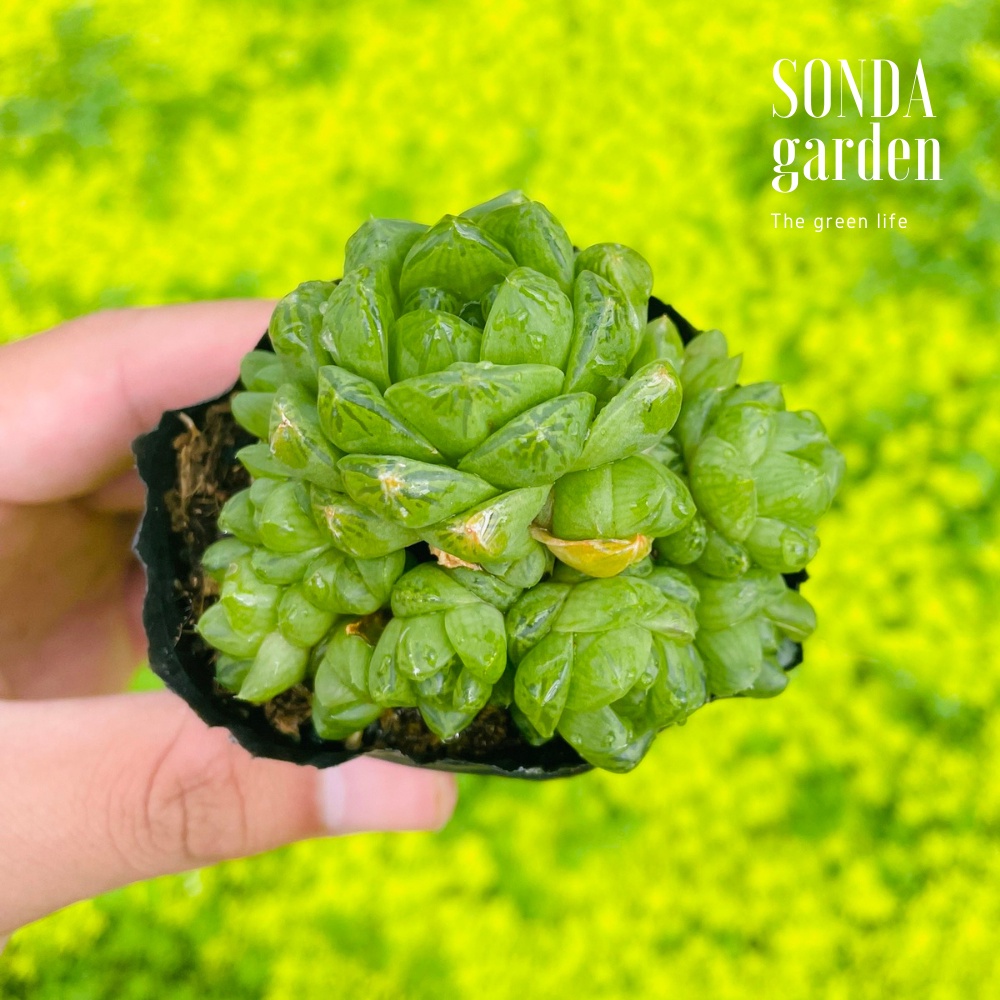 Sen đá ngọc lá bé SONDA GARDEN size bé 5-8cm, cây cảnh trang trí nhà cửa, lỗi 1 đổi 1