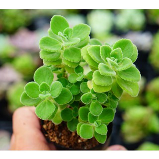 Sen đá Nhất mạt hương bầu nhỏ 6cm