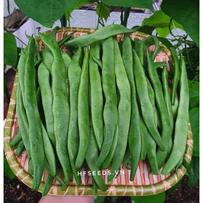 Hạt giống đậu cove xanh Northeaster - loai đậu cove ngon nhất