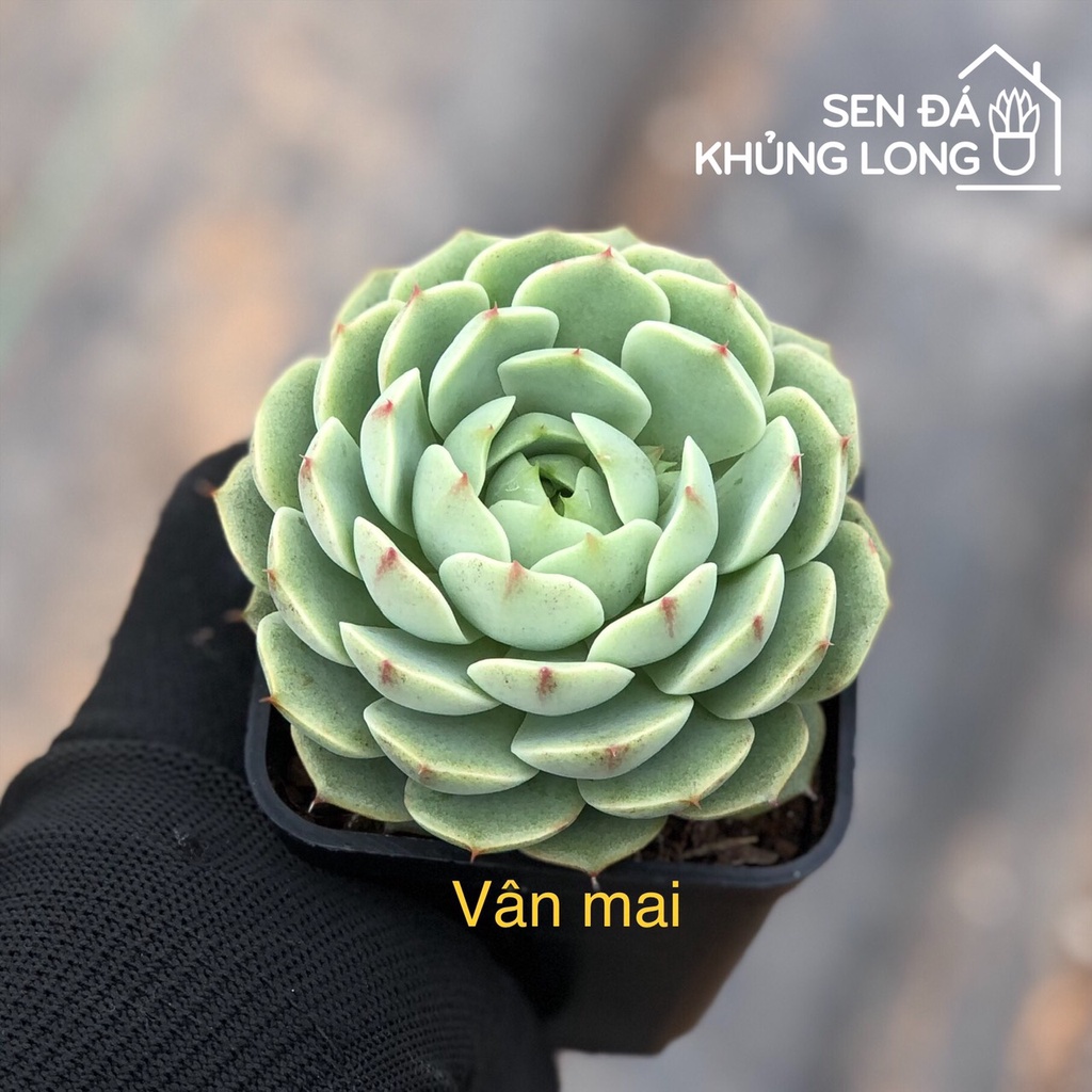 Sen đá Vân Mai - echeveria ben badis