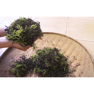 Cây giống hoa sói ướp trà