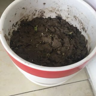 Hạt giống Tóc Tiên