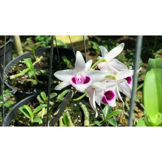 LAN PHI ĐIỆP 5 CÁNH TRẮNG ÁM MẮT TRÂU LƯNG XANH PHÚ THỌ