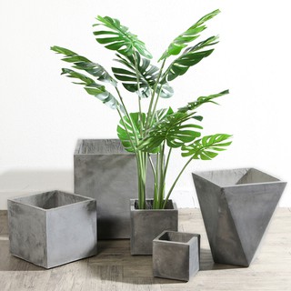 Cây bàng sing giả 60cm-170cm