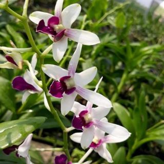 Denro nắng robert cây tơ đẹp sắp hoa