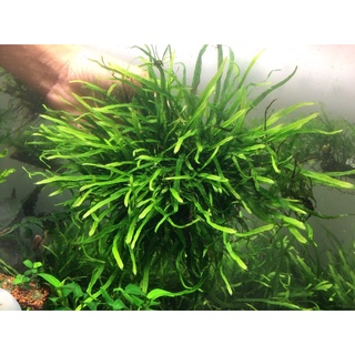 Dương xỉ lá kim mi ni - full lá nước