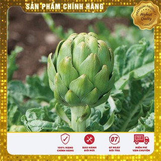 Hạt Giống Atiso Xanh - 4 Hạt