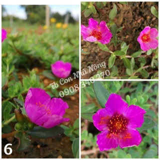 3 cành sam đơn tím huế