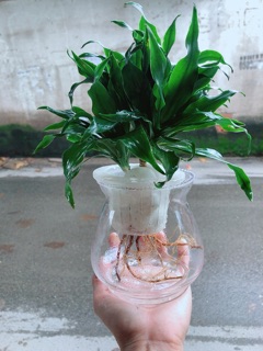 Chậu Cây Phát Tài Thuỷ Sinh