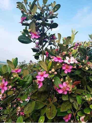 Cây sim giống cao 35cm