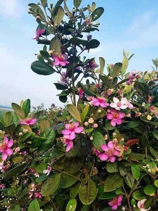 cây sim giống cao 35cm