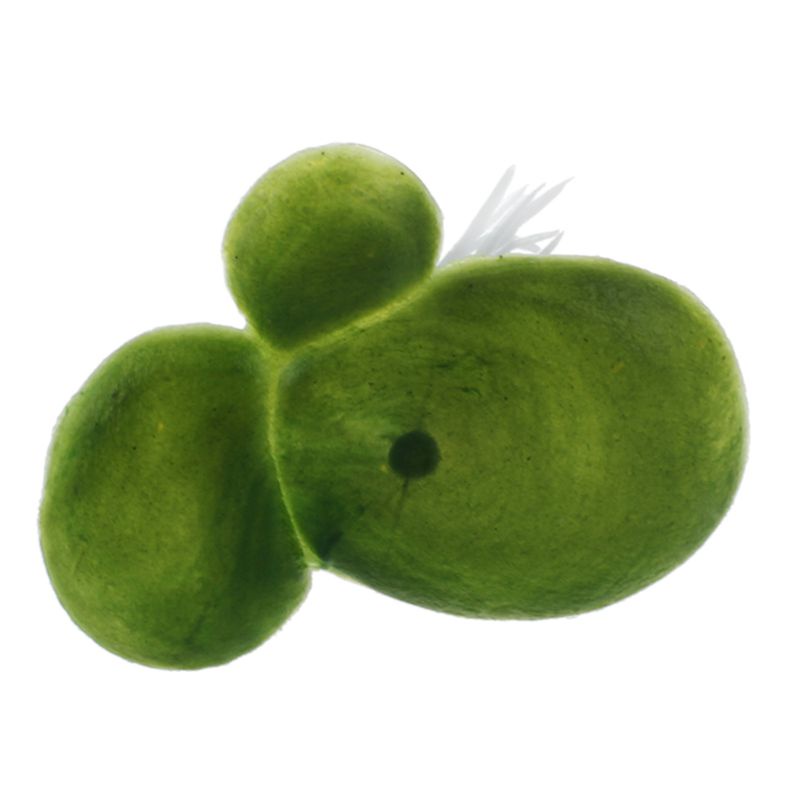 Cây Cỏ Nhân Tạo Nổi Trên Mặt Nước Trang Trí Bể Cá