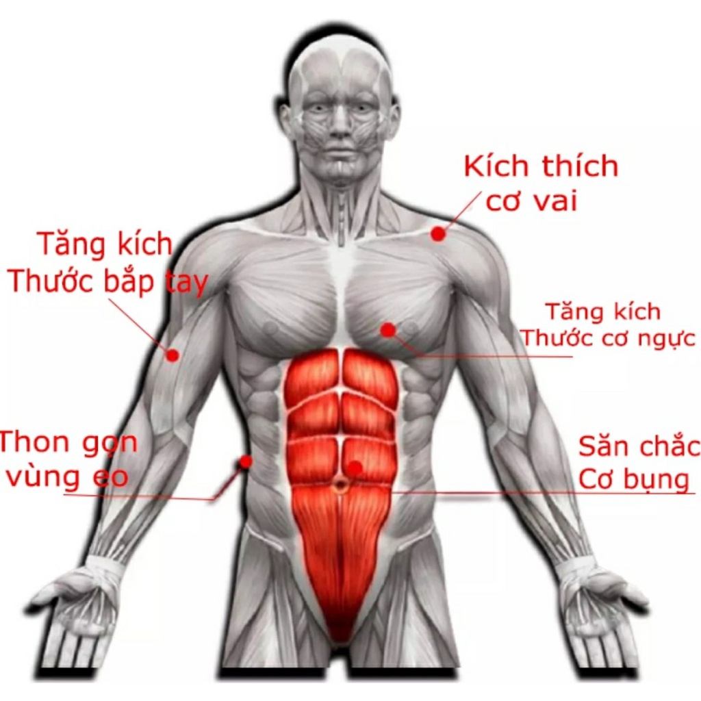 [FREESHIP] Con Lăn Tập Bụng ABS Giúp Bạn Có Vòng Eo, Cơ Bụng Săn Chắc.