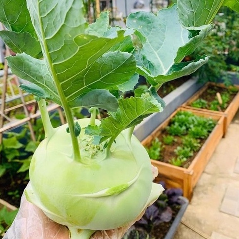 Gói 20 hạt giống su hào xanh Nhật Bản - tỷ lệ nảy mầm 95%