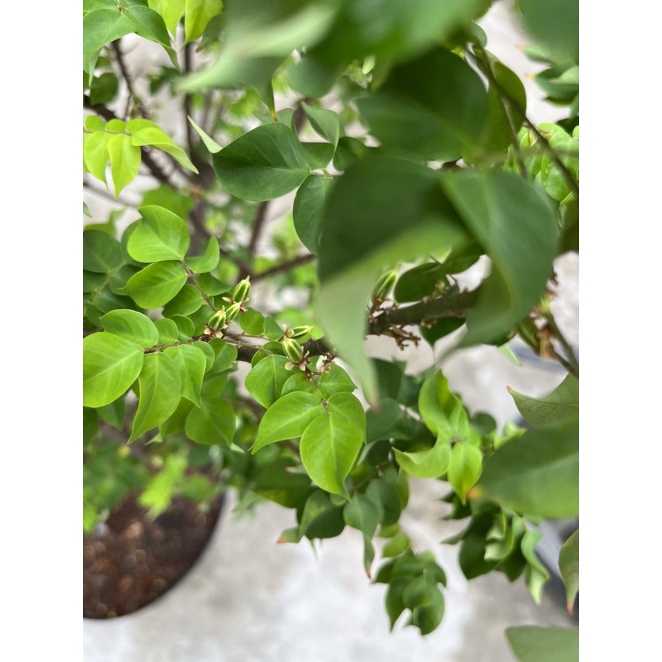 Cây Khế Mỹ cho trái to, vành xoắn, cây mới lạ, trái sai, dễ chăm sóc