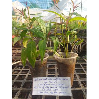 Cây giống Hoàn Ngọc Đỏ trị viêm đại tràng, loát dạ dày tá tràng, bảo vệ gan, ổn định huyết áp