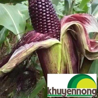 Hạt giống ngô tím 30 hạt