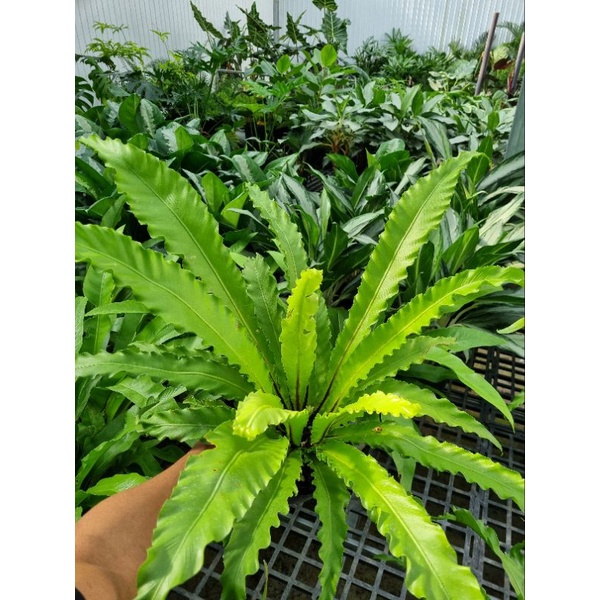 cây dương xỉ Hà Lan