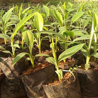 Cây giống chuối tây lùn ngọt thơm - hàng cây giống chuẩn f1