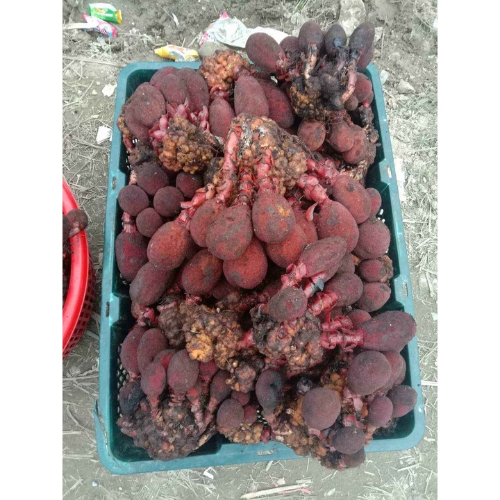 Nấm Ngọc Cẩu Khô Túi 500G Nguyên Chất Bổ Thận Tráng Dương