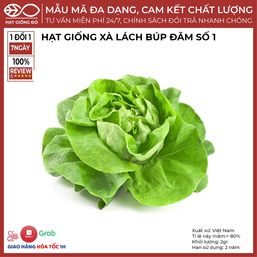 Hạt Giống Xà Lách  Búp Đăm Số 1 (2gr) - Giống xà lách búp tròn lá to, cuốn chặt - Giống chịu nhiệt tốt, độ đồng đều cao