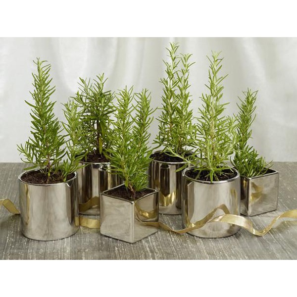 Hạt Giống Hương Thảo - 20 Hạt