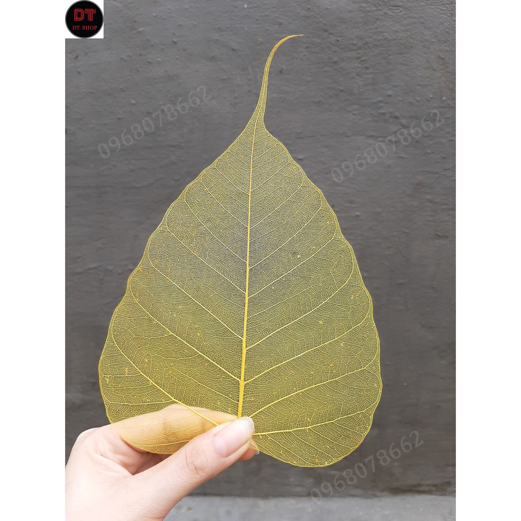 Xương lá bồ đề nhuộm vàng tự nhiên  size to