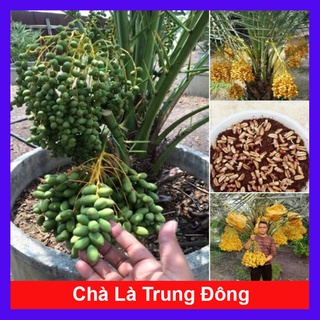 Cây Chà Là Trung Đông (Cây cao 30 - 40cm)