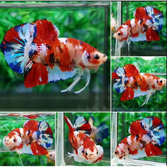 CÁM CÁ 10G KÈM BETTA KOI RED GALAXY