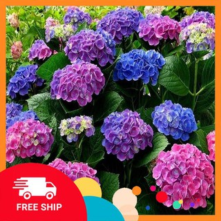 10 Hạt giống Cẩm tú cầu (tặng gói Kích nẩy mầm và Hướng dẫn) KHUYẾN MẠI TRONG NGAY