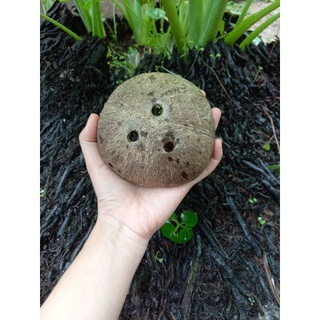 GÁO DỪA TRỒNG CÂY LOẠI TO ĐÃ ĐÁNH SẠCH VÀ KHOAN LỖ