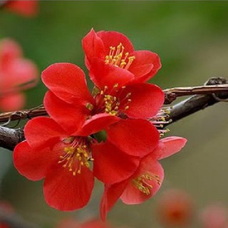 Hạt giống hoa mai trung quốc hoa màu đỏ 5 hạt (TẶNG gói kích thích hỗ trợ hạt nảy mầm)