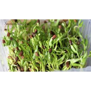 [ Bán chạy ] Hạt giống mầm cải - 50g (tặng kèm 20 hạt Cải Kale Khủng Long)
