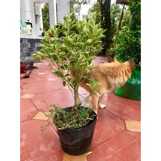 Cây tắc cẩm thạch ( cây quất cẩm thạch ) - 1 cây